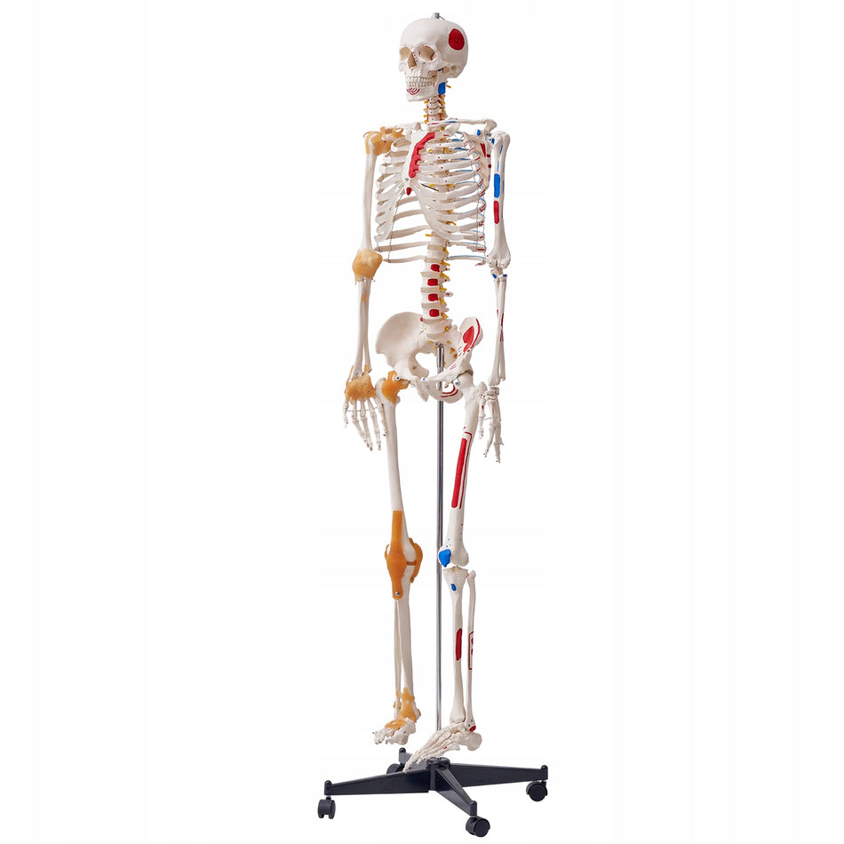 PROFESJONALNY MODEL SZKIELETU CZŁOWIEKA VEVOR 182 CM RUCHOME CZĘŚCI PVC